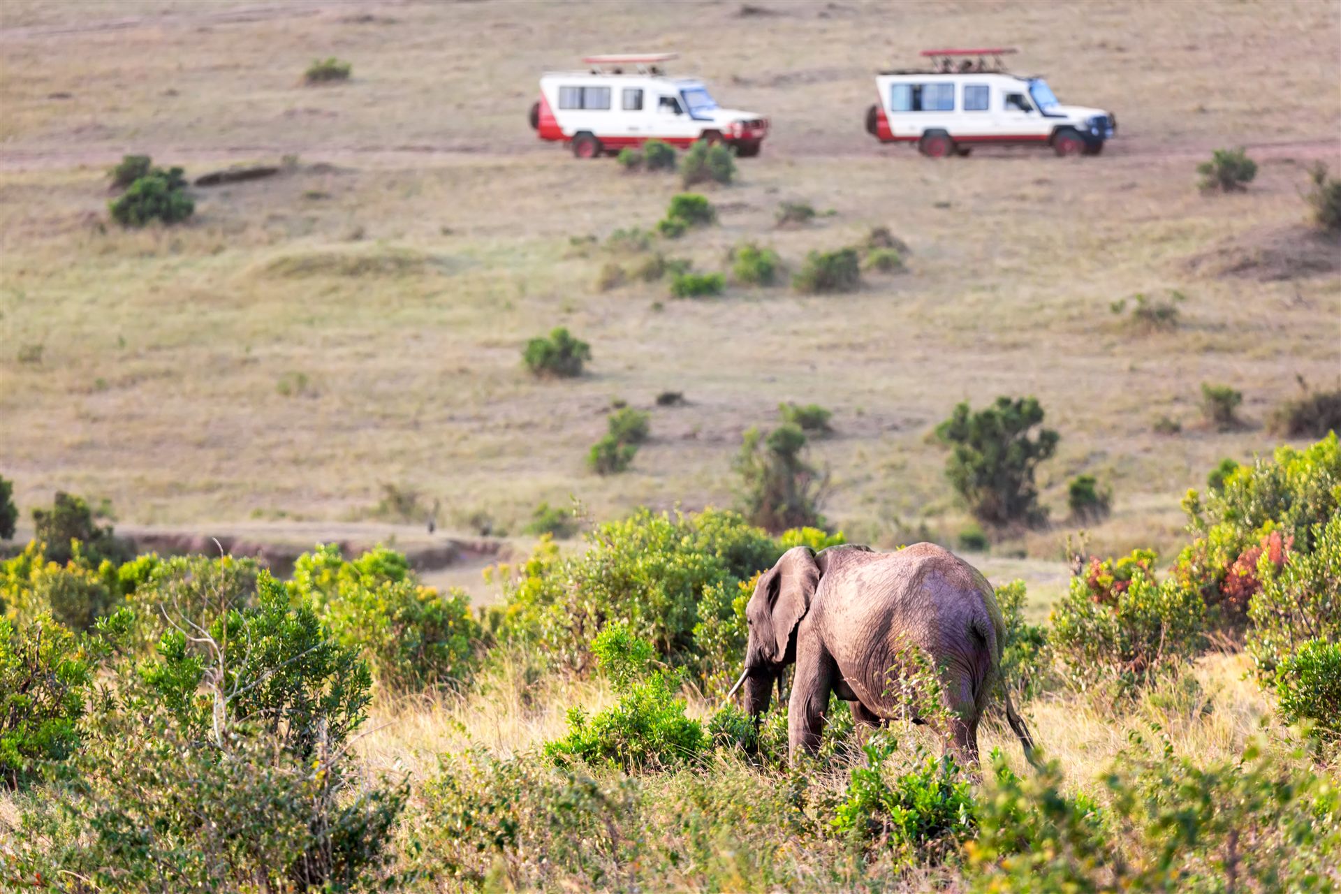 Elephant feeding in green bush with safari vehicles in the distance