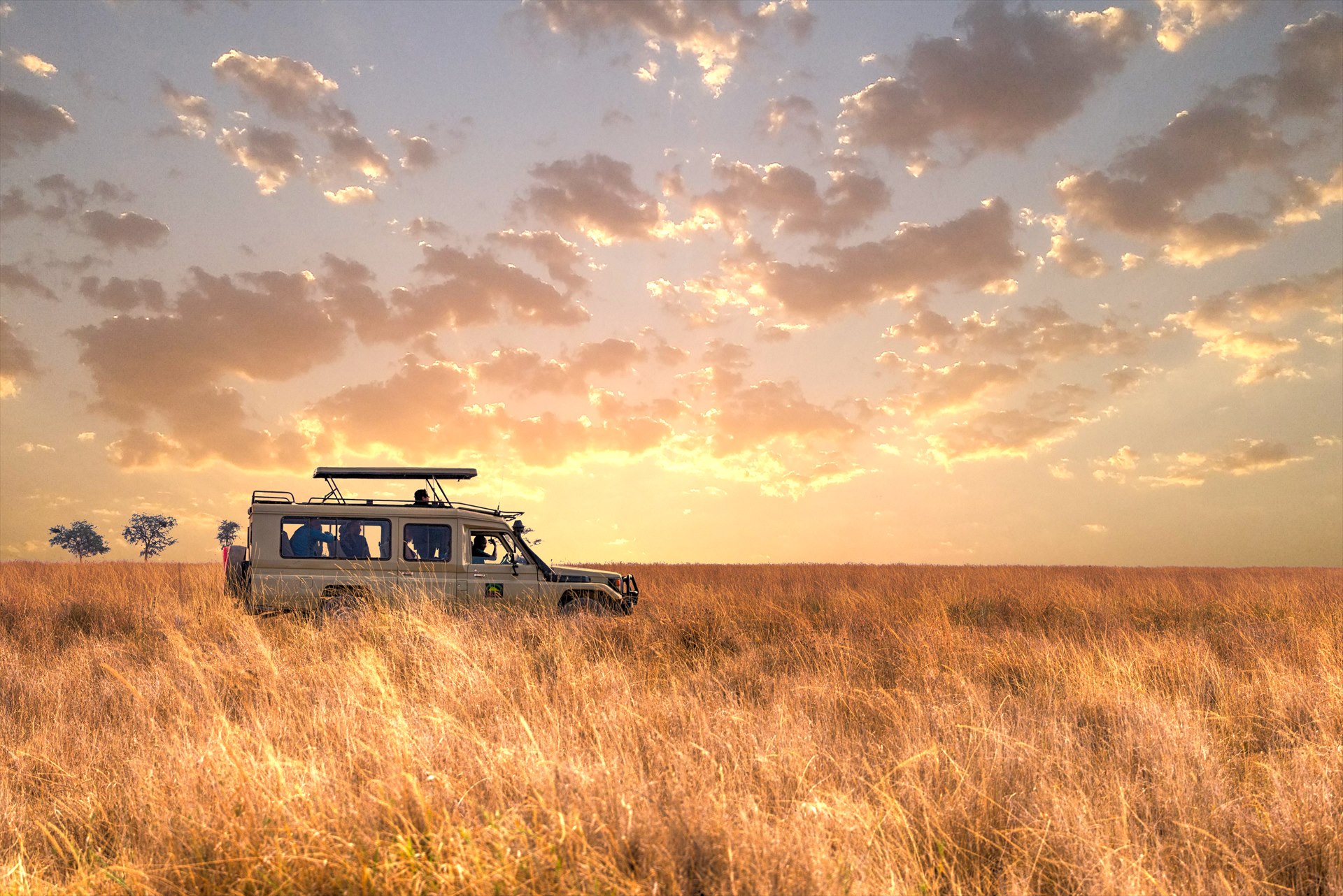 A safari vehicle carrying travellers through tall grass in soft golden light