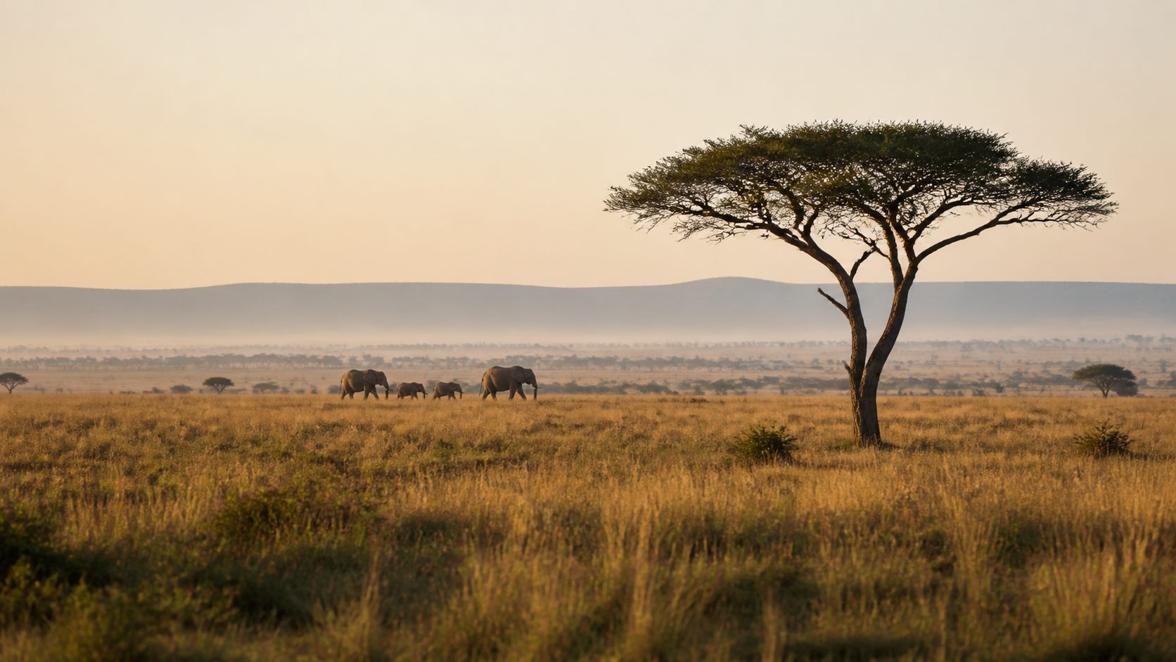 Elephants crossing open grassland beneath an acacia at first light