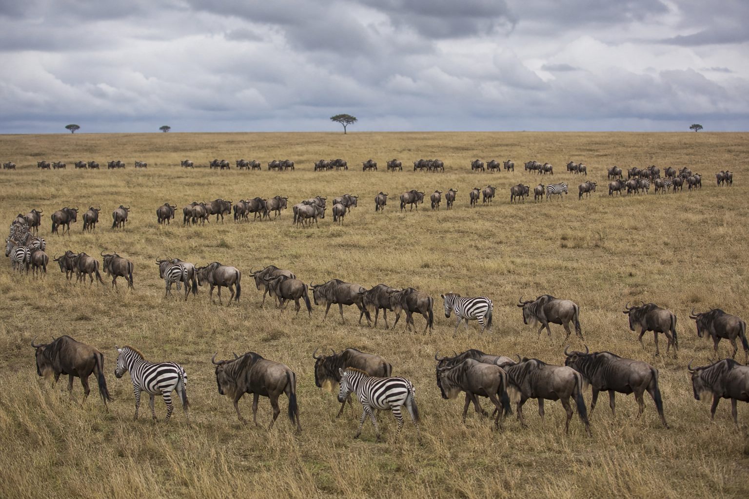 Wildebeest and zebra moving in long lines across open grassland